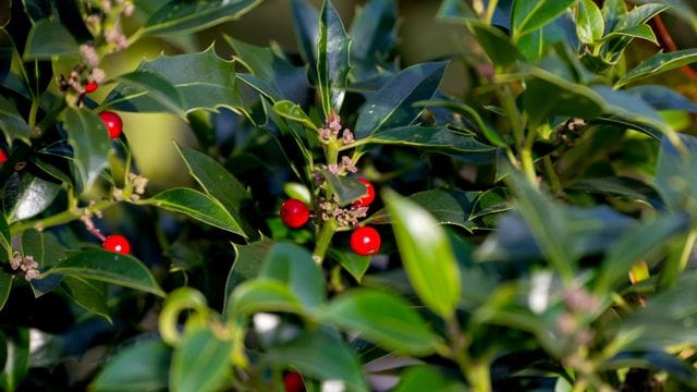 Die Stechpalme (Ilex) ist ein immergrünes Gehölz - und eine ihrer Arten trägt 2021 den Titel "Baum des Jahres".