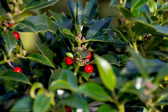 Die Stechpalme (Ilex) ist ein immergrünes Gehölz - und eine ihrer Arten trägt 2021 den Titel "Baum des Jahres".