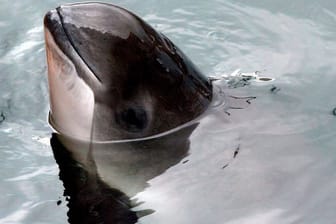 Ein Schweinswal schwimmt im Fjord-Belt-Sealand im dänischen Kerteminde.