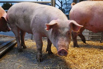 Schweine auf einem Schlachthof (Symbolbild): Auf einem Schlachthof in Neuruppin sollen Tiere gequält worden sein.