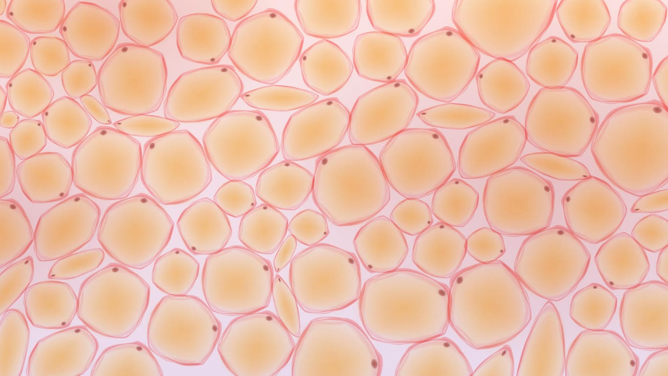 Miskroskopische Darstellung von braunem Fettgewebe: Anders als weiße Fettzellen, fördern braune die Kalorienverbrennung.