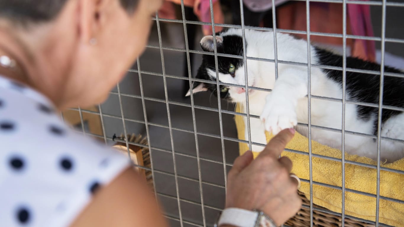 Tierheime: Seit Beginn der Pandemie ist die Nachfrage vor allem nach Katzen hier gestiegen.