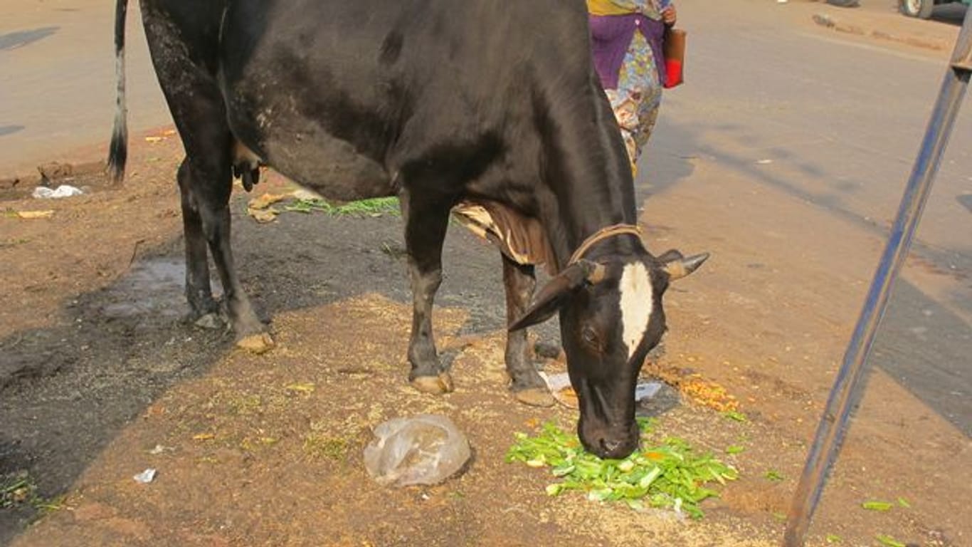 Einem indischen Test zufolge verursacht das Töten von Kühen Erdbeben.