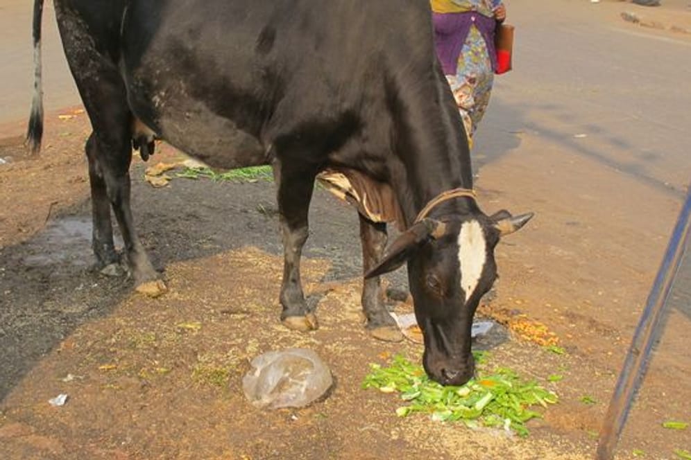 Einem indischen Test zufolge verursacht das Töten von Kühen Erdbeben.
