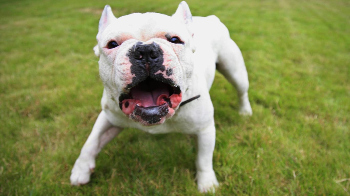 Eine Französische Bulldogge: Nachdem zwei Hunde auf einen anderem losgingen, kam es auch zwischen den Haltern zu Handgreiflichkeiten.