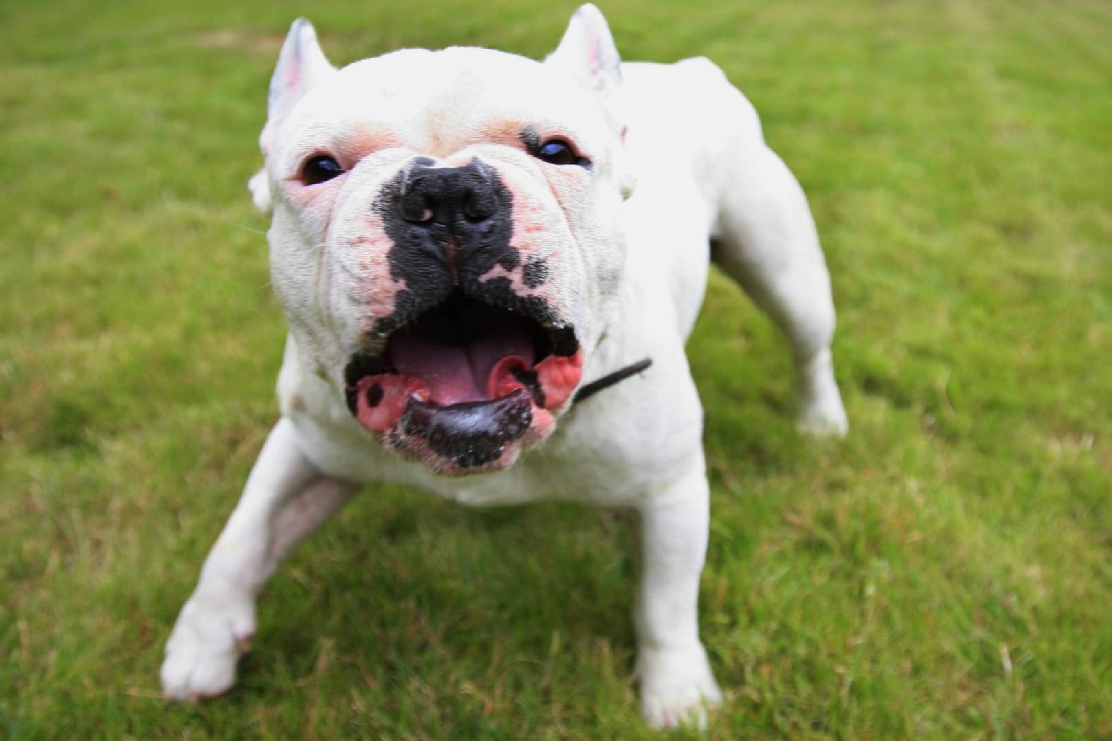 Eine Französische Bulldogge: Nachdem zwei Hunde auf einen anderem losgingen, kam es auch zwischen den Haltern zu Handgreiflichkeiten.