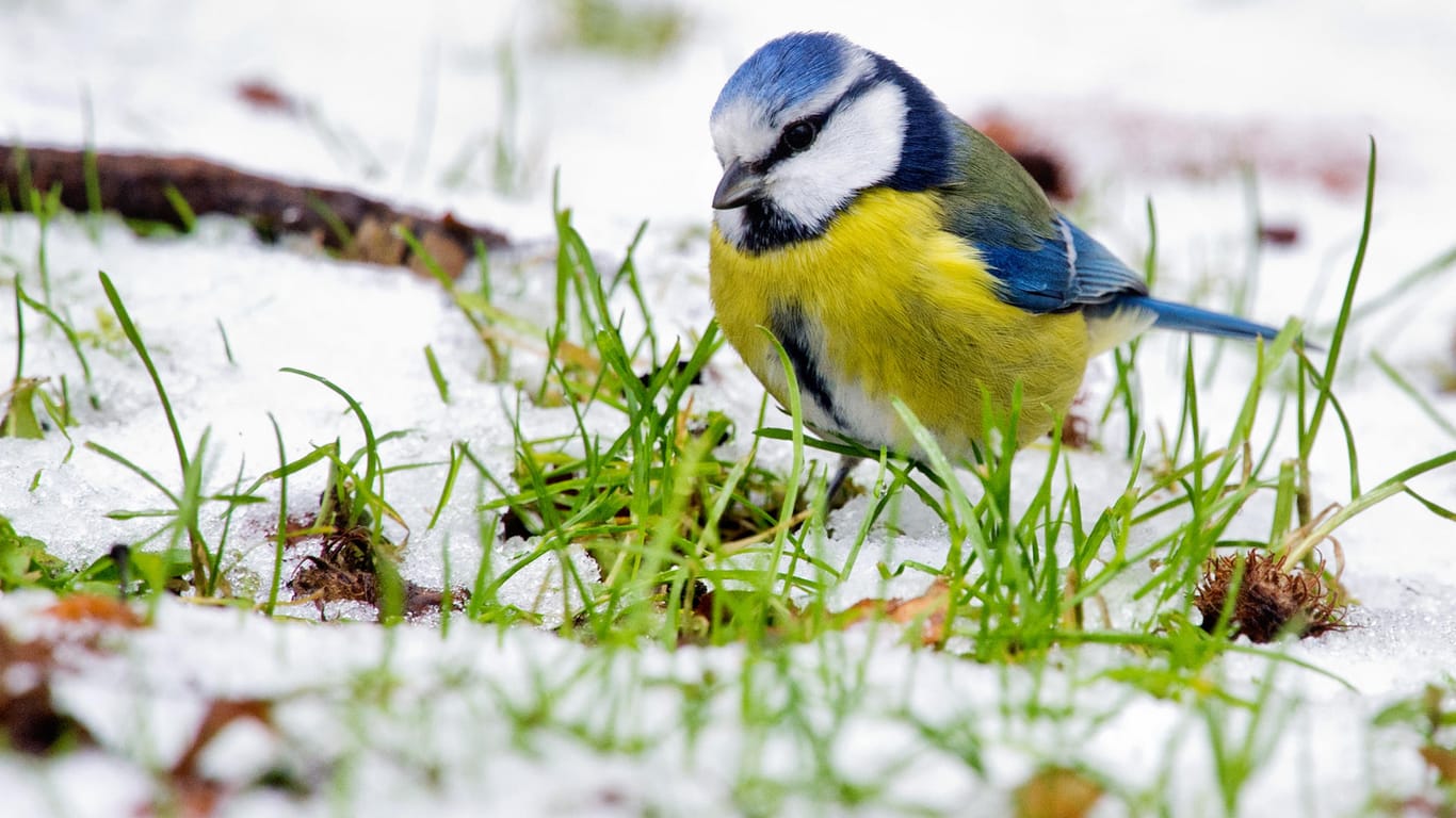 Gartenvogel: Eine Blaumeise (Cyanistes caeruleus) sucht nach Nahrung im Schnee.