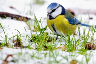 Gartenvogel: Eine Blaumeise (Cyanistes caeruleus) sucht nach Nahrung im Schnee.