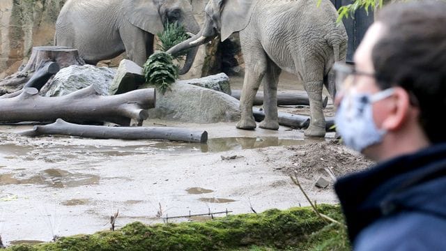 Aafrikanische Elefanten im Duisburger Zoo.