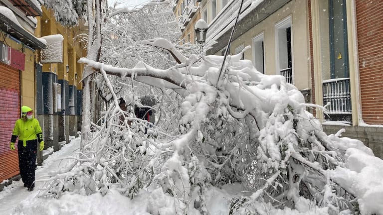 Ein Baum ist wegen des heftigen Schneefalls auf eine Straße gekippt. Vier Menschen starben in der Region.