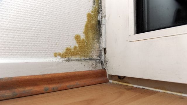 Unter Umständen müssen Mieter für entstandenen Schimmel in der Wohnung haften.