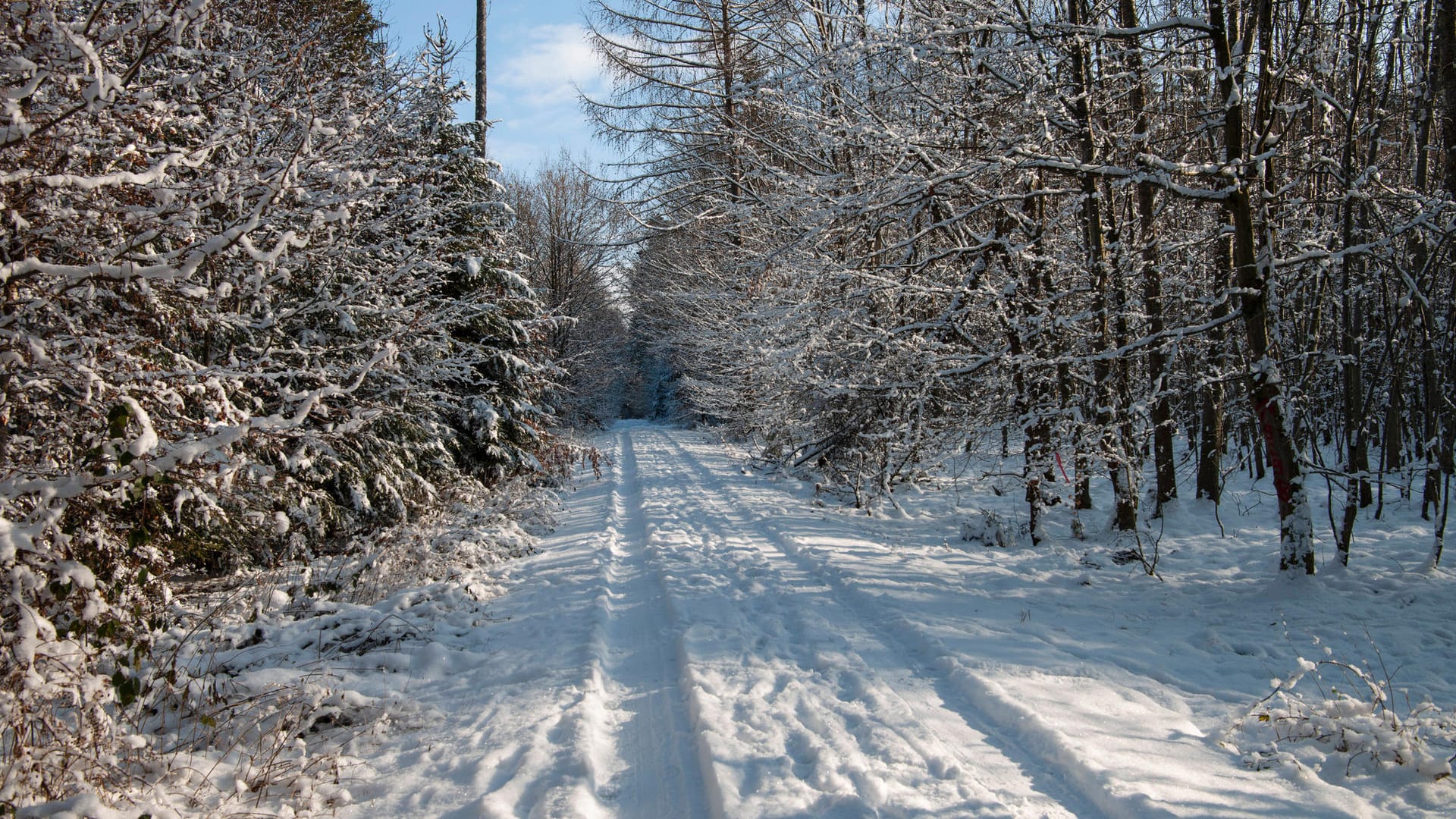 Blick auf einen verschneiten Waldweg (Symbolbild): In Wolfsburg lag ein betrunkener Mann hilflos im Wald.