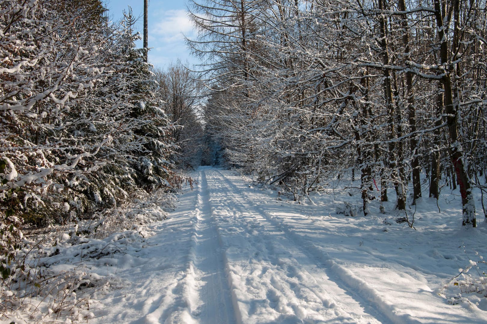 Blick auf einen verschneiten Waldweg (Symbolbild): In Wolfsburg lag ein betrunkener Mann hilflos im Wald.