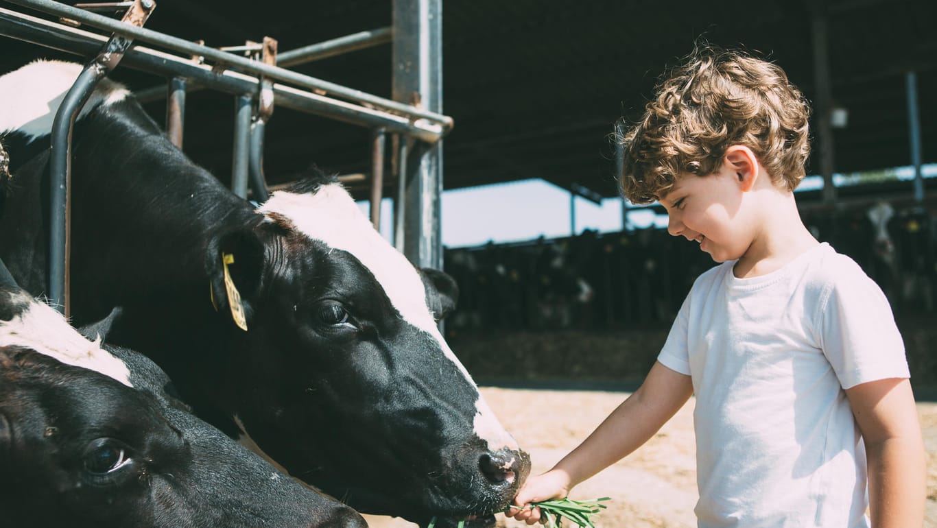 Kind füttert Kuh auf dem Bauernhof: Der sogenannte "Bauernhofeffekt" könnte Kinder vor der Entstehung von fiesen Allergien schützen.