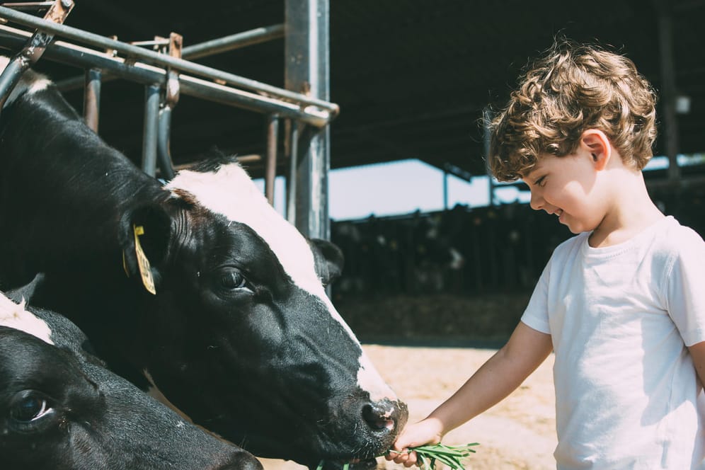 Kind füttert Kuh auf dem Bauernhof: Der sogenannte "Bauernhofeffekt" könnte Kinder vor der Entstehung von fiesen Allergien schützen.