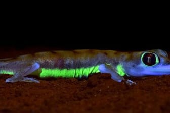 Der Wüstengecko Pachydactylus rangei aus Namibia zeigt unter UV-Licht stark neon-grün fluoreszierende Streifen an den Körperseiten und um die Augen.