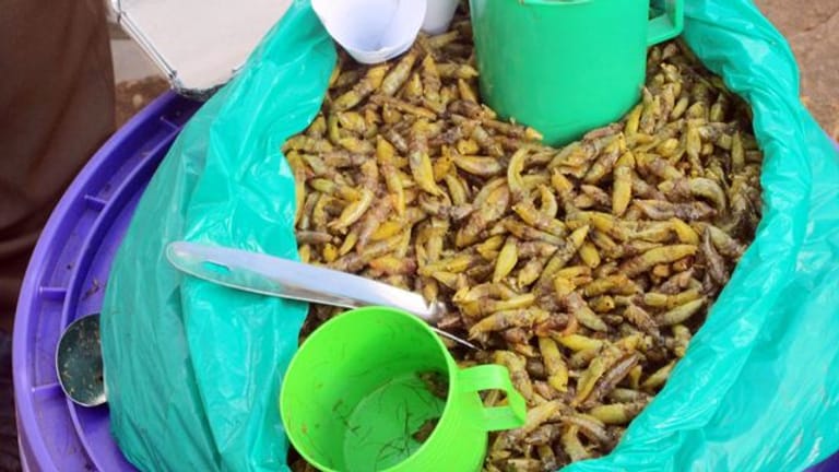 Gebratene Heuschrecken werden in einem violetten Eimer und portioniert mit Plastiktassen von Straßenhändler Dalawusi Byamukama in einem Vorort von Kampala zum Kauf angeboten.