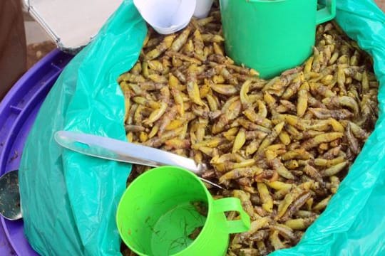 Gebratene Heuschrecken werden in einem violetten Eimer und portioniert mit Plastiktassen von Straßenhändler Dalawusi Byamukama in einem Vorort von Kampala zum Kauf angeboten.