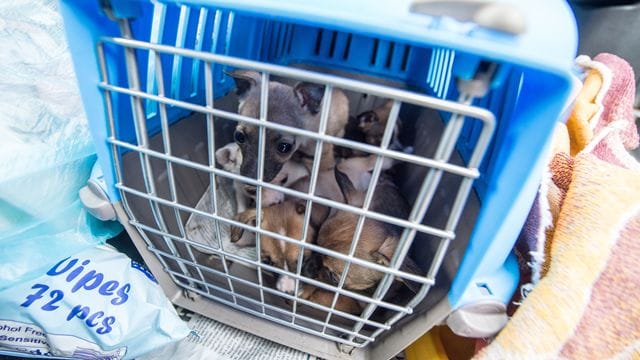 Offenbar boomt der illegale Handel besonders mit Welpen und Katzen in der Corona-Krise: Nach Angaben des Deutschen Tierschutzbundes nahm er im vergangenen Jahr deutlich zu (Archiv). Offenbar boomt der illegale Handel besonders mit Welpen und Katzen in der Corona-Krise: Nach Angaben des Deutschen Tierschutzbundes nahm er im vergangenen Jahr deutlich zu (Archiv).