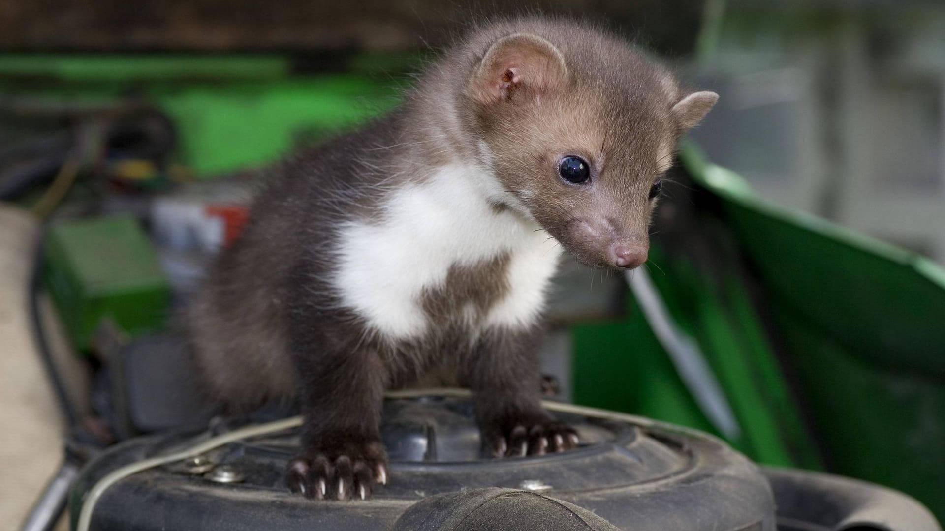 Ein Marder steht auf dem Luftfilter im Motorraum: Die kleinen Raubtiere beißen Kabel an und können großen Schaden anrichten.