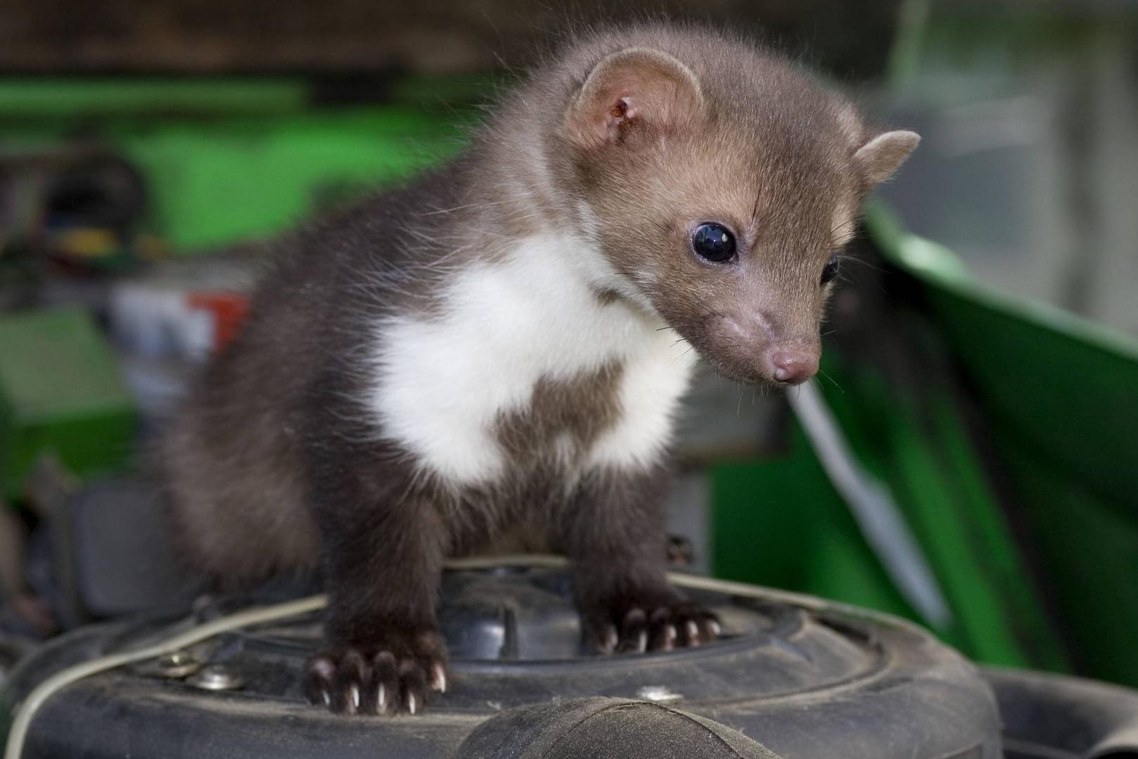 Ein Marder steht auf dem Luftfilter im Motorraum: Die kleinen Raubtiere beißen Kabel an und können großen Schaden anrichten.