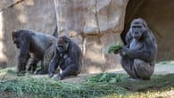 Corona-News – Coronavirus bei Gorillas im Zoo von San Diego festgestellt