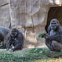 Corona-News – Coronavirus bei Gorillas im Zoo von San Diego festgestellt