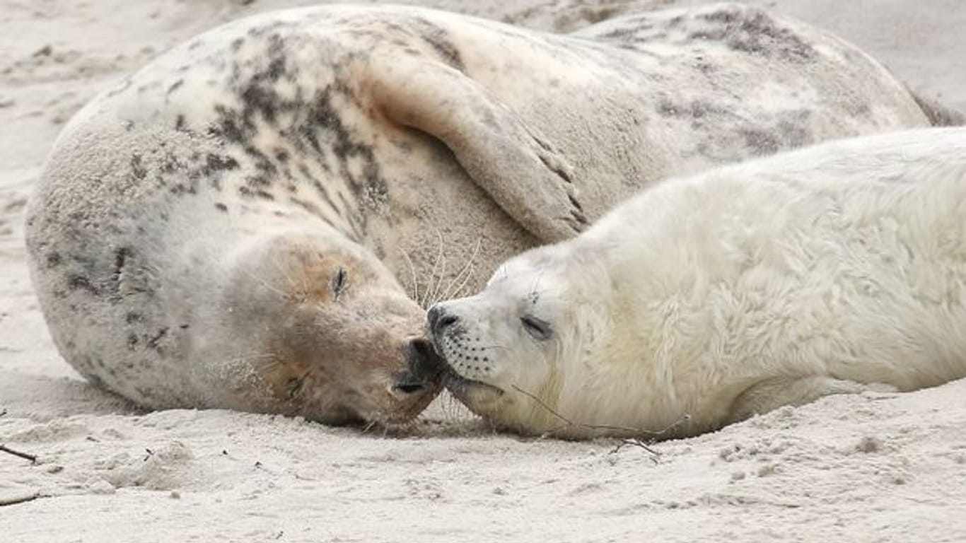 Eine junge Kegelrobbe und das Muttertier liegen am am Strand der Düne vor der Hochseeinsel Helgoland.