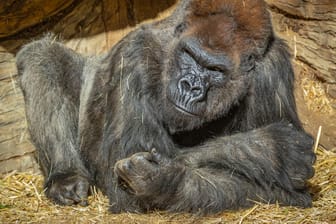 Coronavirus bei Gorillas im Zoo von San Diego festgestellt