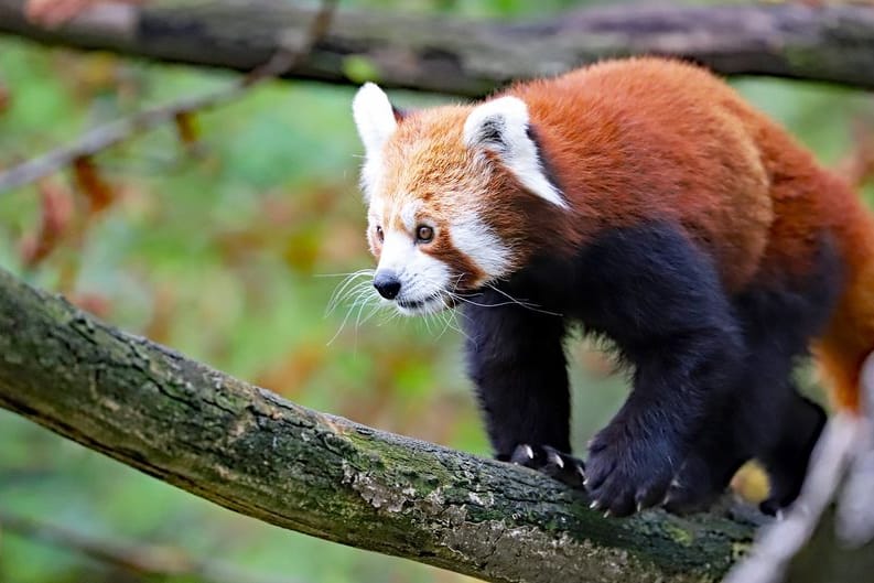 Roter Panda auf einem Ast: Amod wurde eingeschläfert.