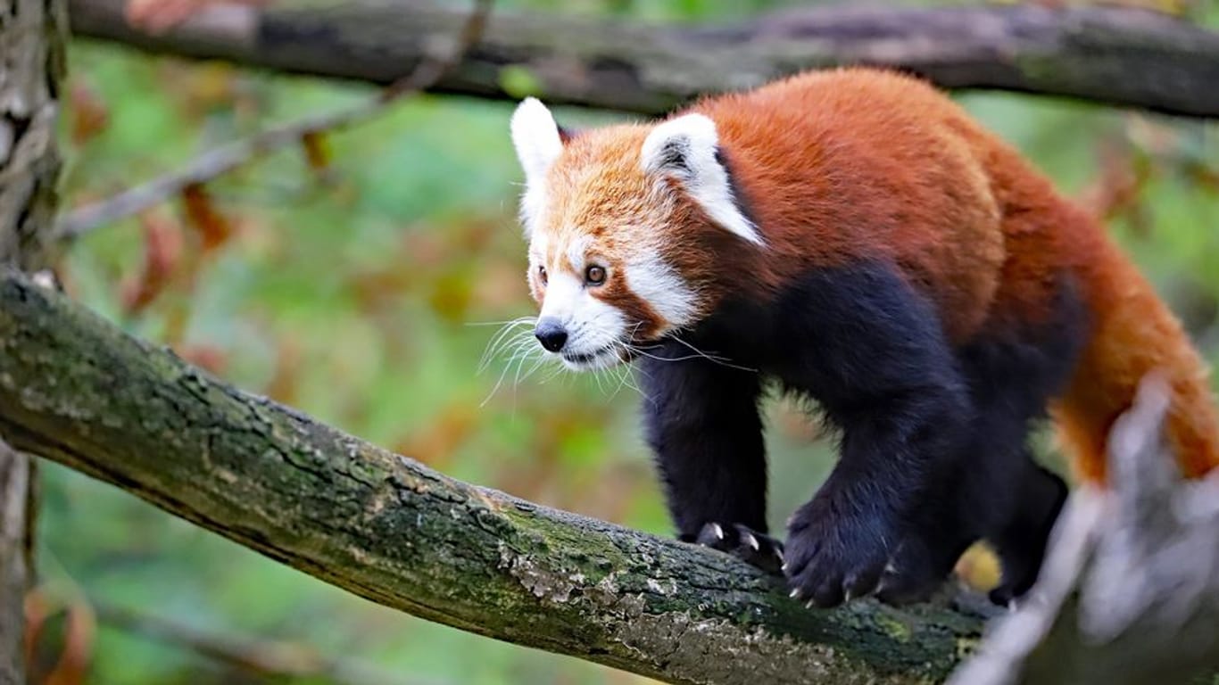 Roter Panda auf einem Ast: Amod wurde eingeschläfert.