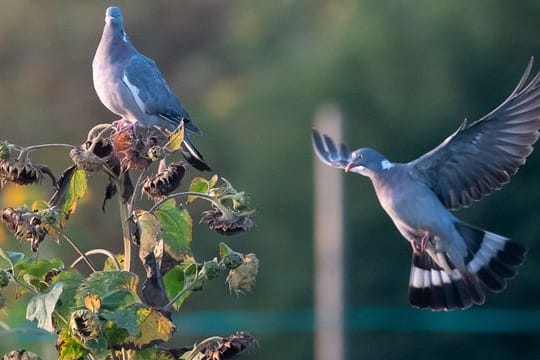 Ringeltauben in Stuttgart: Insgesamt wurden bei der Aktion des Naturschutzbundes 3,9 Millionen Vögel gezählt.