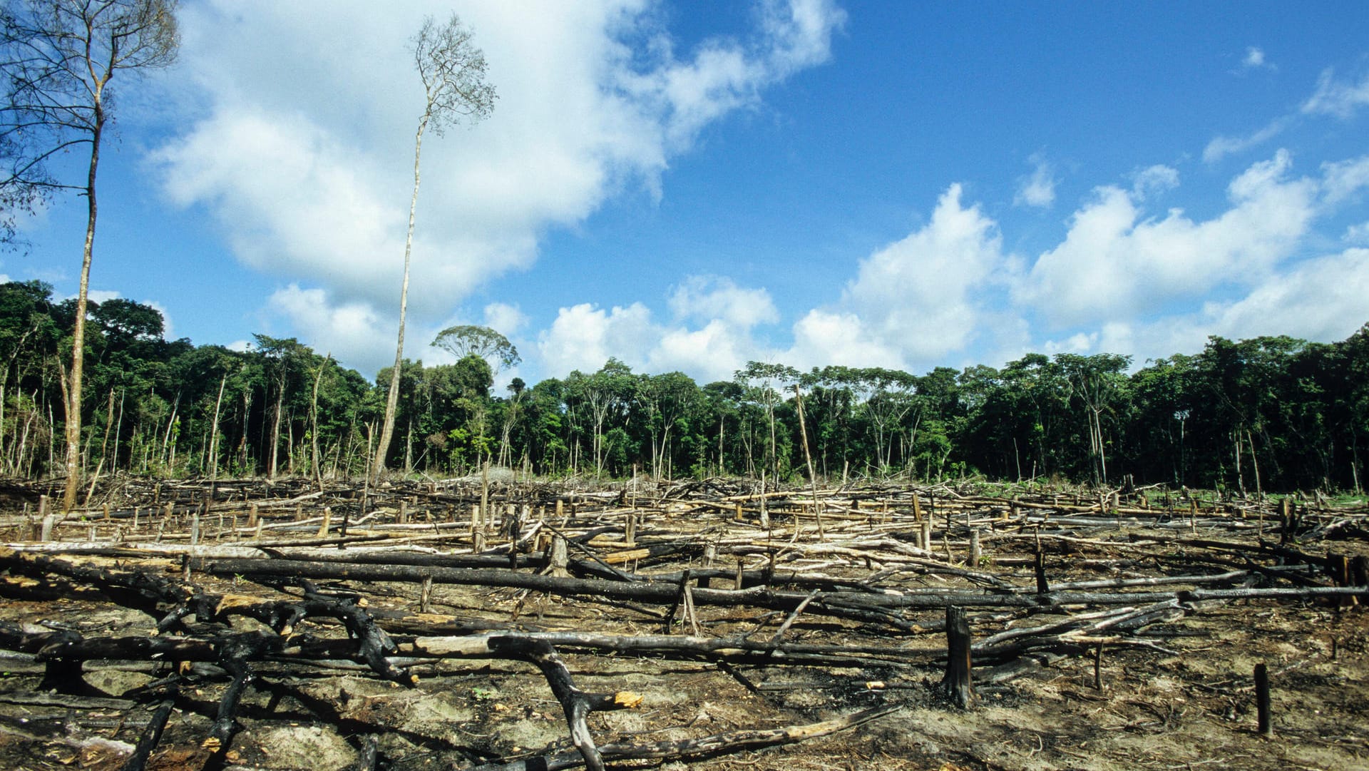 Brasilien: Abgeholzte Fläche des Amazonas-Regenwaldes.