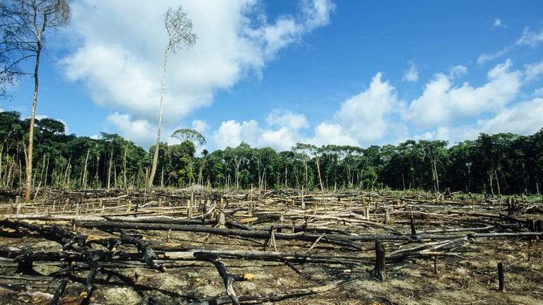 Brasilien: Abgeholzte Fläche des Amazonas-Regenwaldes.