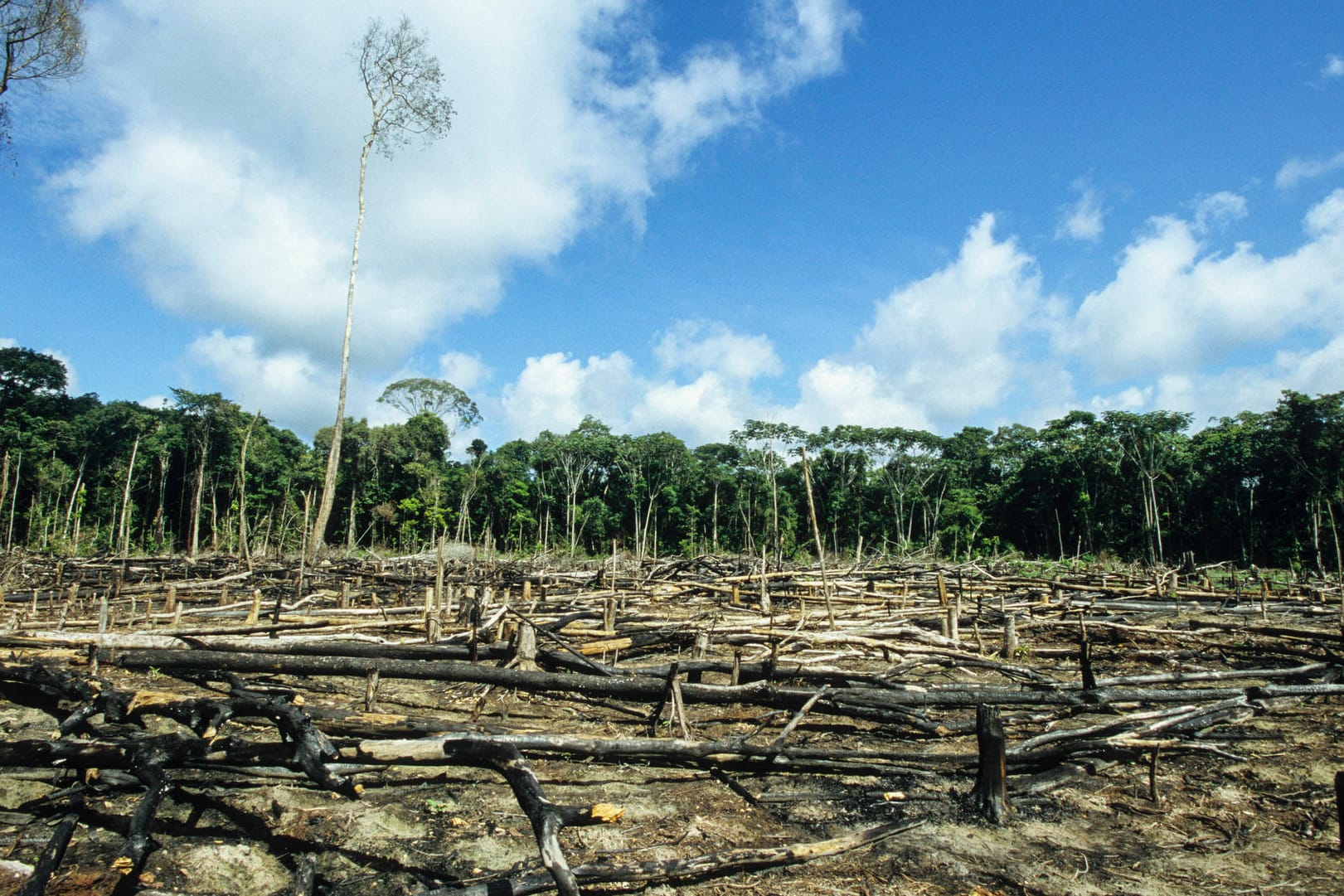 Brasilien: Abgeholzte Fläche des Amazonas-Regenwaldes.