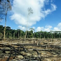 Brasilien: Abgeholzte Fläche des Amazonas-Regenwaldes.