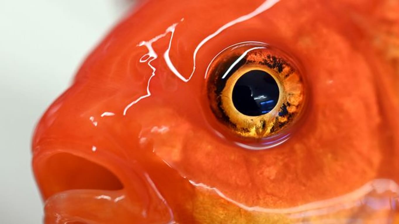 Der Kopf eines betäubten Goldfischs, aufgenommen in der Praxis der Fischtierärztin Sandra Lechleiter.