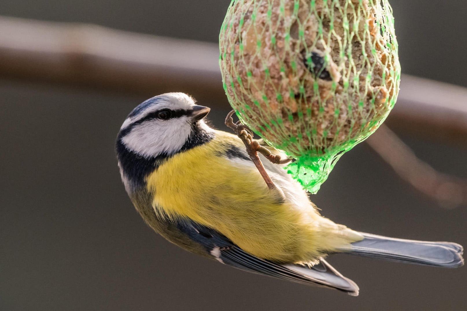 Vogelzählung: Bislang beteiligten sich bundesweit mehr als 185.000 Menschen an der Aktion, bei welcher der Bestand im eigenen Garten dokumentiert wird.