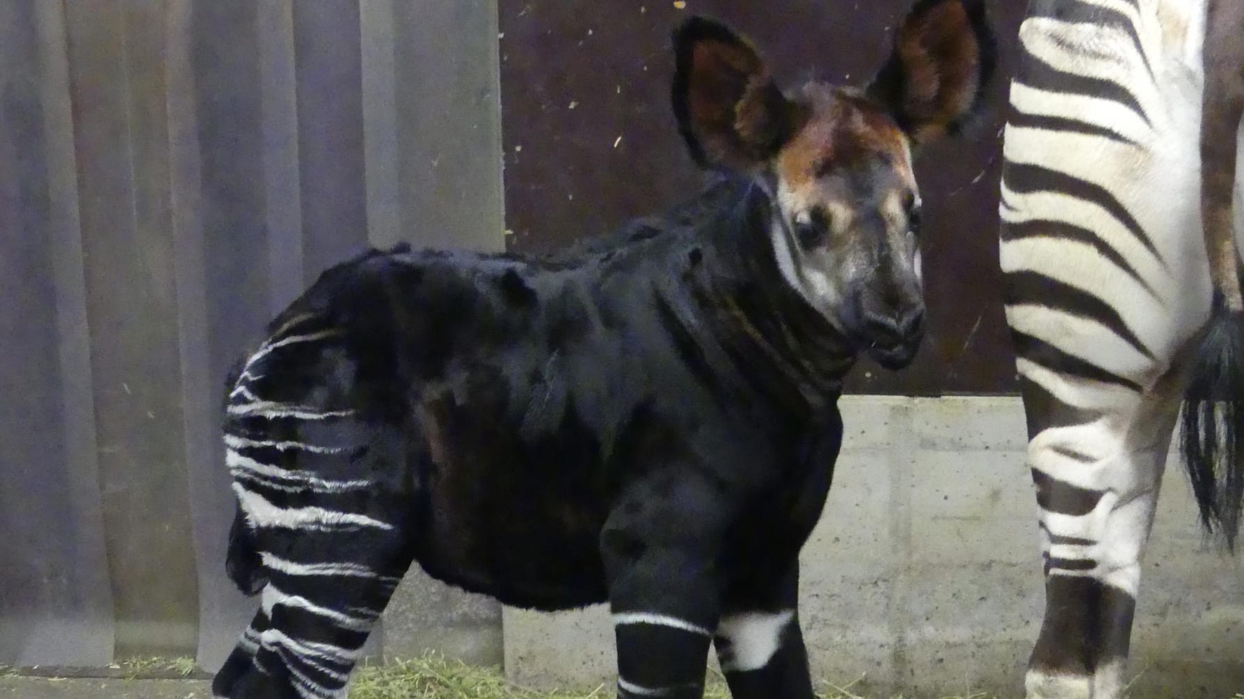 Noch namenlos ist dieses kleine Okapi, welches im Zoo Frankfurt hinter seiner Mutter "Antonia" durch das Gehege stakst: Nach Angaben des Zoos kam das Jungtier bereits Ende 2020 zur Welt. Noch namenlos ist dieses kleine Okapi, welches im Zoo Frankfurt hinter seiner Mutter "Antonia" durch das Gehege stakst: Nach Angaben des Zoos kam das Jungtier bereits Ende 2020 zur Welt.