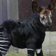 Noch namenlos ist dieses kleine Okapi, welches im Zoo Frankfurt hinter seiner Mutter "Antonia" durch das Gehege stakst: Nach Angaben des Zoos kam das Jungtier bereits Ende 2020 zur Welt.