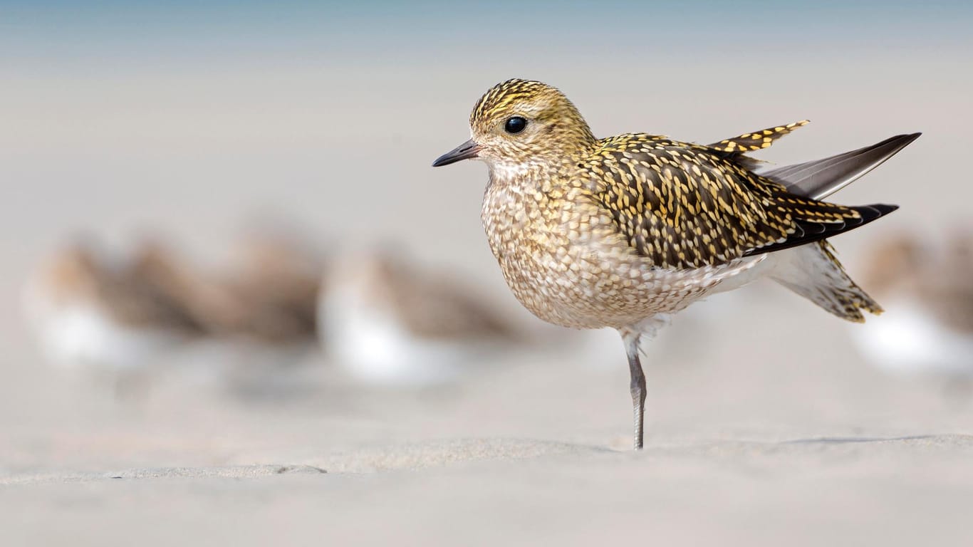 Goldregenpfeifer: Er und neun andere Vogelarten haben es in die Top Ten der "Vogel des Jahres"-Wahl vom NABU geschafft.