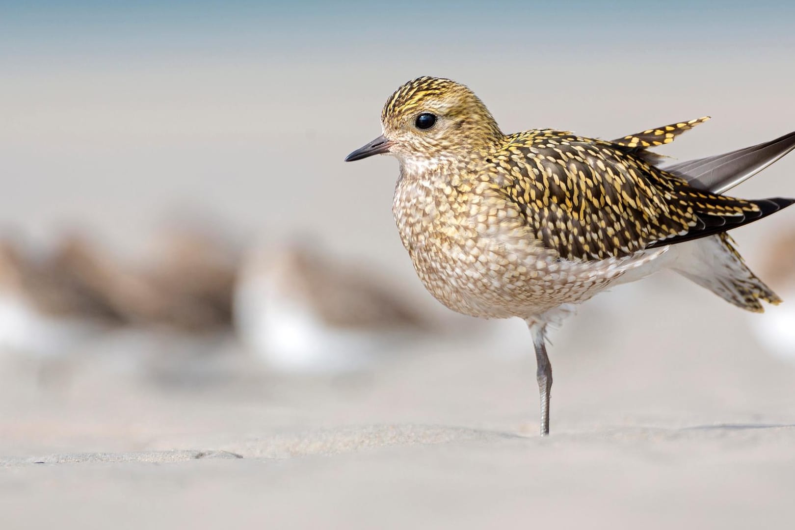 Goldregenpfeifer: Er und neun andere Vogelarten haben es in die Top Ten der "Vogel des Jahres"-Wahl vom NABU geschafft.