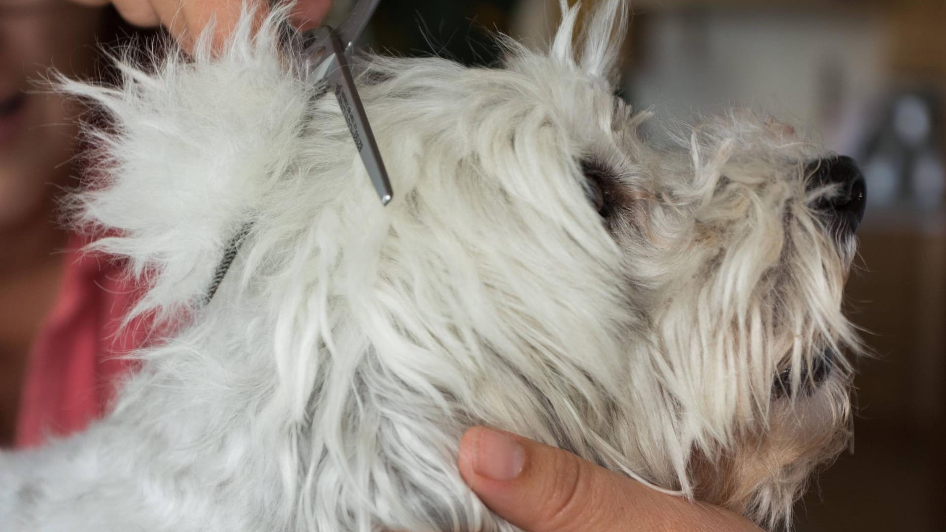 Ein Hund wird beim Hundefriseur behandelt (Symbolbild): In NRW hat ein Gericht entschieden, dass die Hundesalons öffnen dürfen.