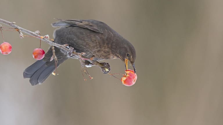 Ein Amselweibchen knabbert an einer Frucht.