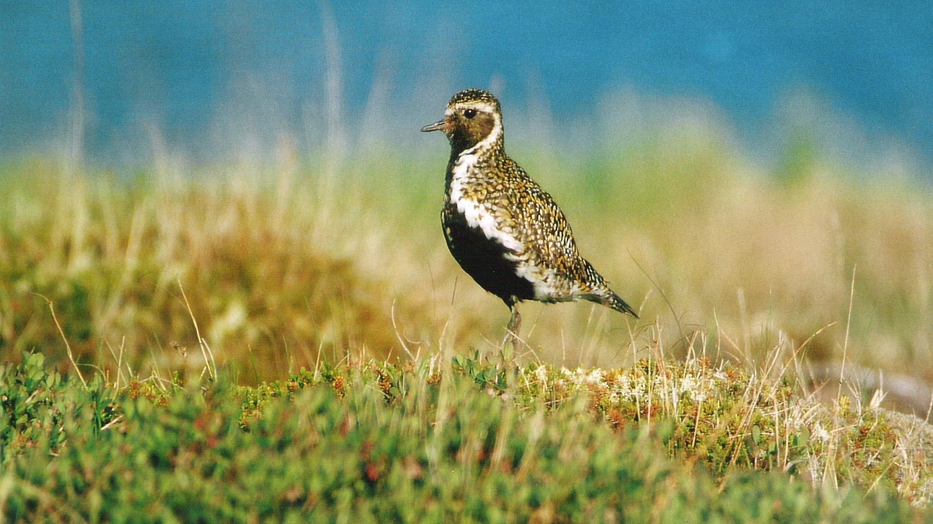 Goldregenpfeifer: Die bedrohte Vogelart lebt in Moorlandschaften.