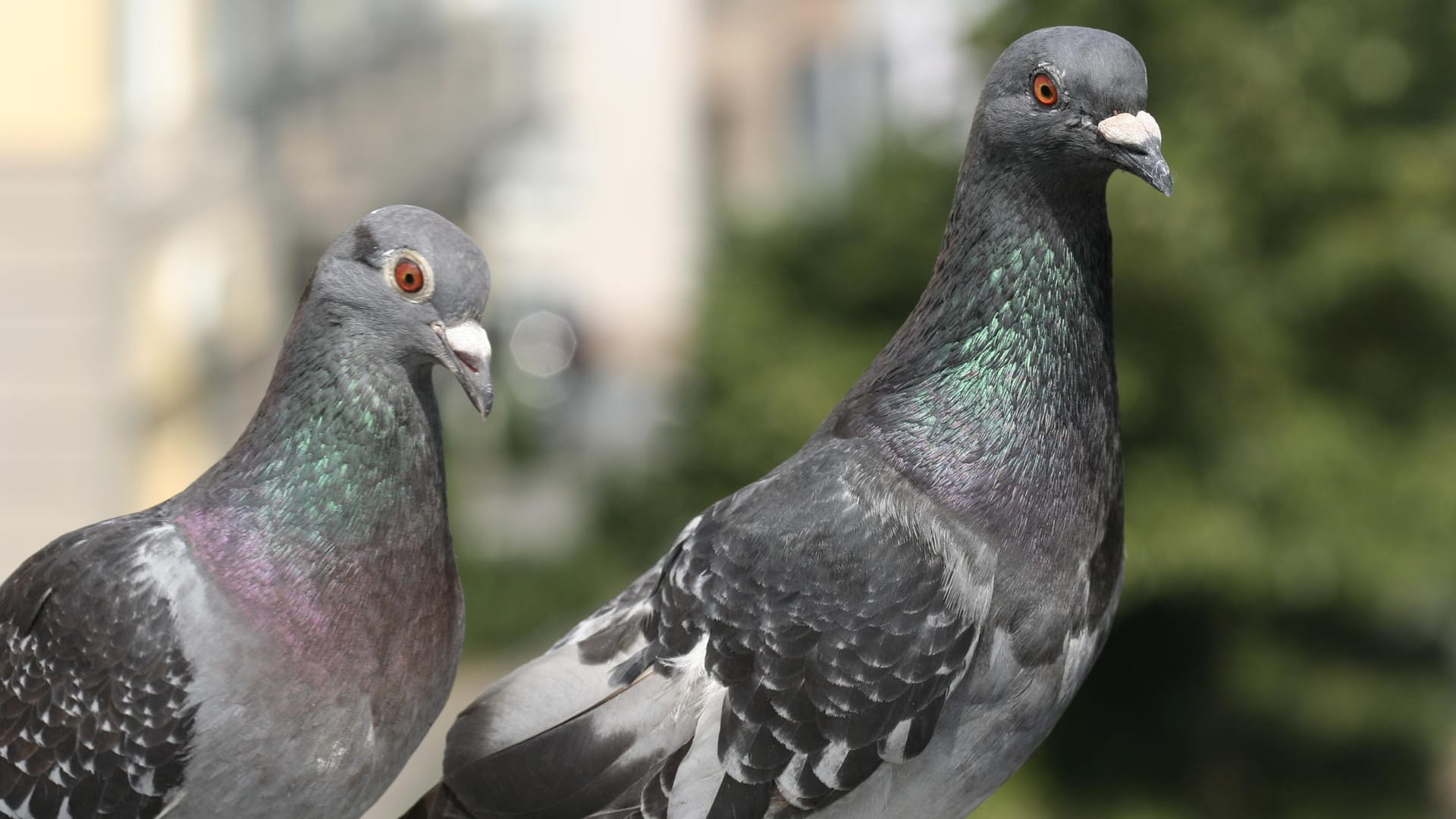 Zwei Stadttauben: Diese Vogelart hat sich gut an das Leben in Städten angepasst.