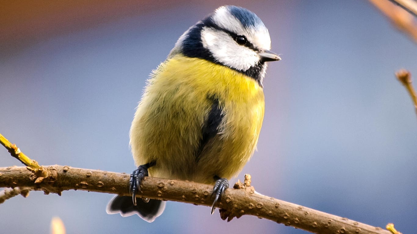 Blaumeise: Die kleinen Vögel treten meist in Scharen auf.