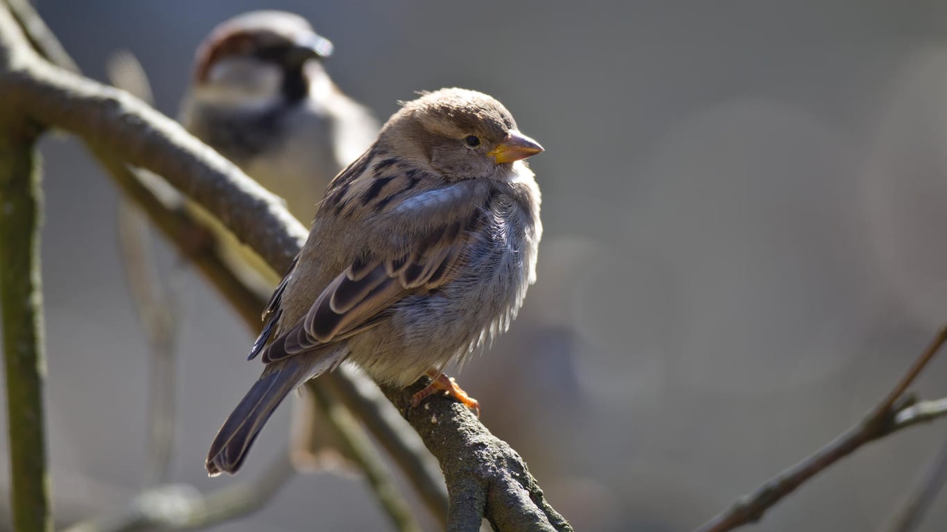 Haussperling: Diese flinken Vögelchen werden im Volksmund auch "Spatz" genannt. Im Hintergrund ist ein Männchen zu sehen, im Vordergrund ein Weibchen.