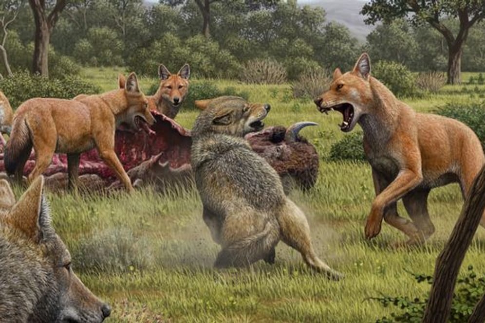 Die Illustration zeigt ein Rudel Canis dirus, die ihre Bisonbeute fressen, während sich zwei graue Wölfe (Canis lupus) nähern.