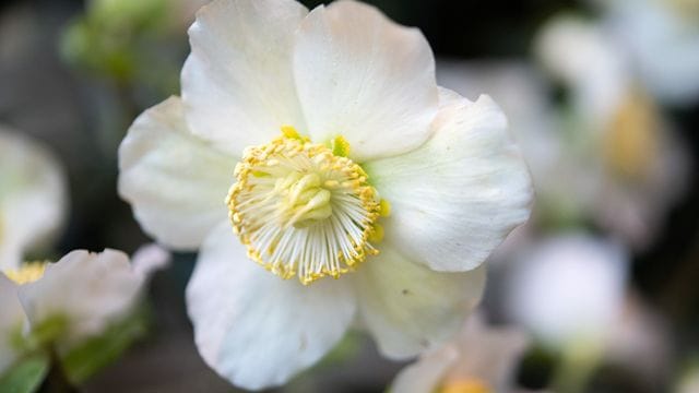 Christrose: Damit sie nicht so leicht von der Schwarzfleckenkrankheit befallen wird, sollte ihr Standort nicht zu feucht sein.